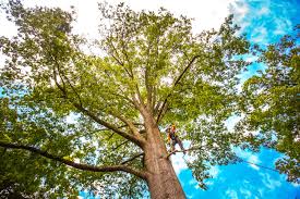 Best Hazardous Tree Removal  in Boardman, OR
