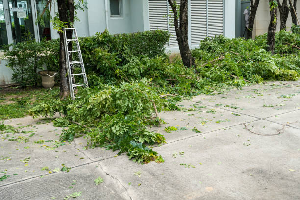 Best Tree Disease Treatment  in Boardman, OR