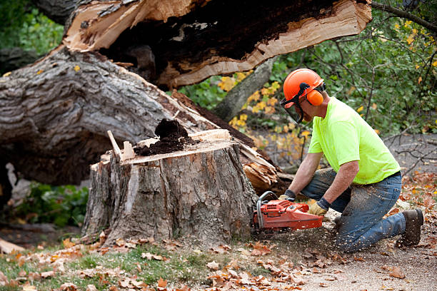 Best Root Management and Removal  in Boardman, OR