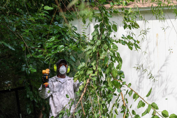 Best Tree Trimming and Pruning  in Boardman, OR